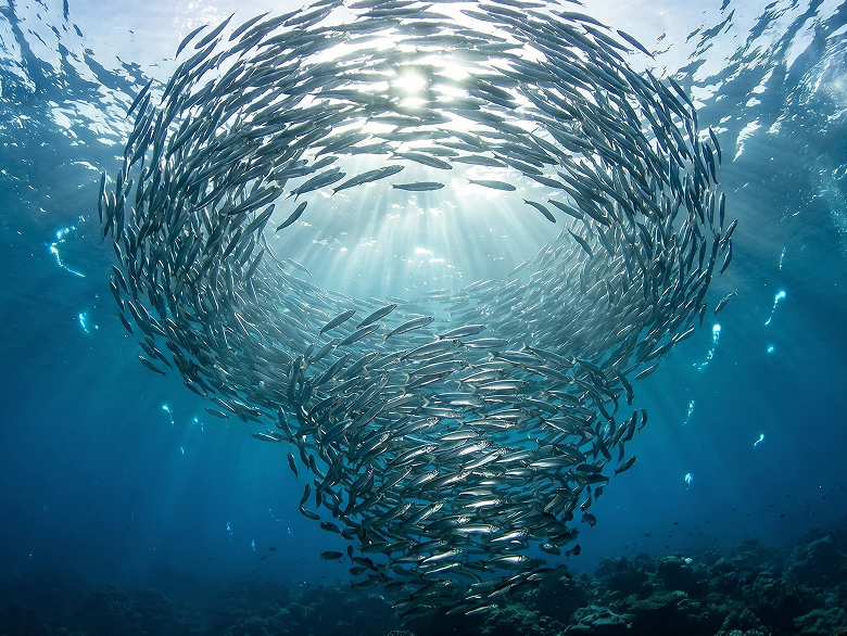 Gratitude to the Fish.